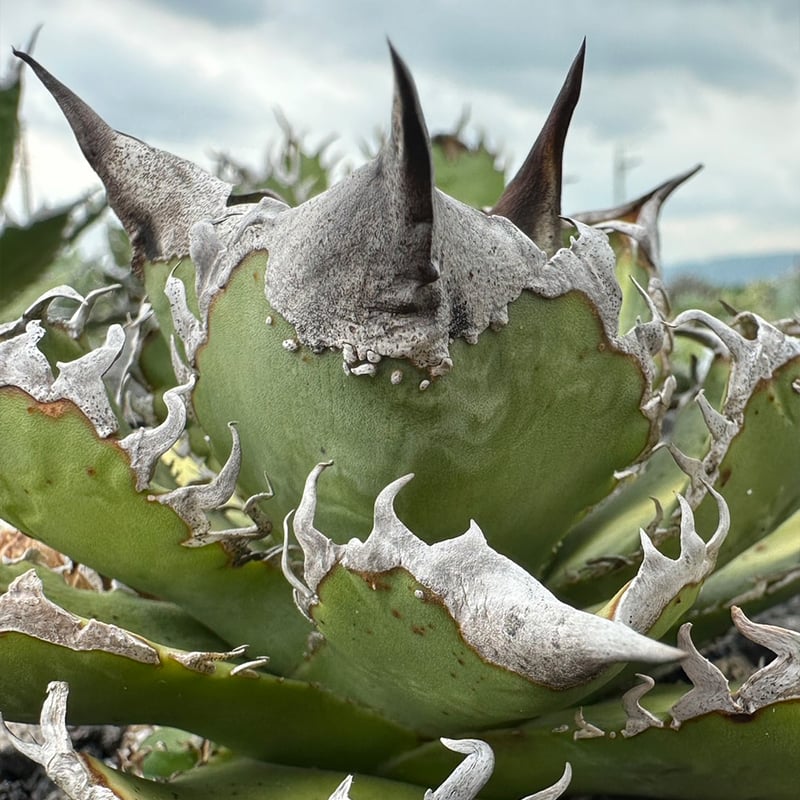 アガベ チタノタ 