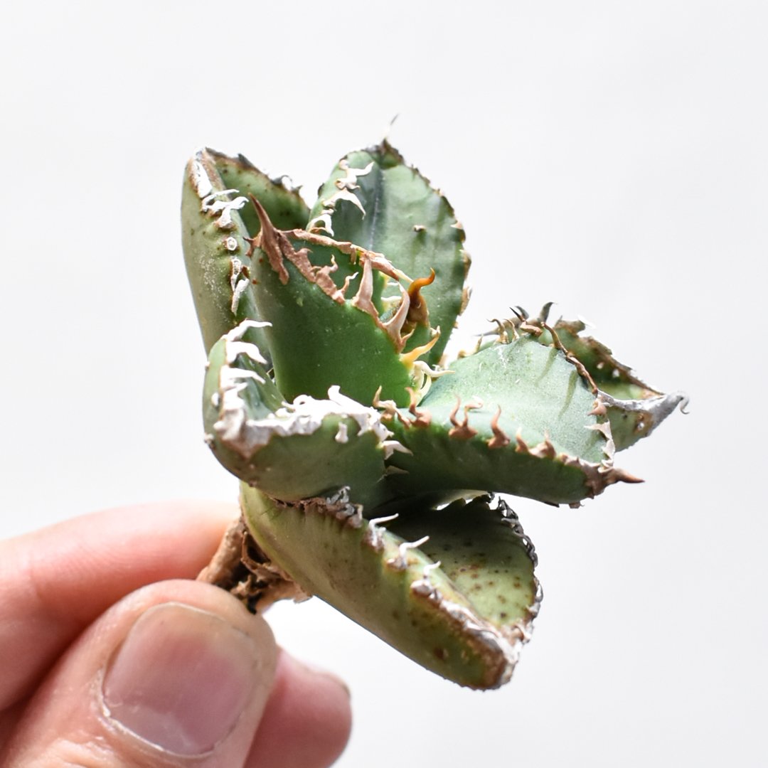 アガベ チタノタ 