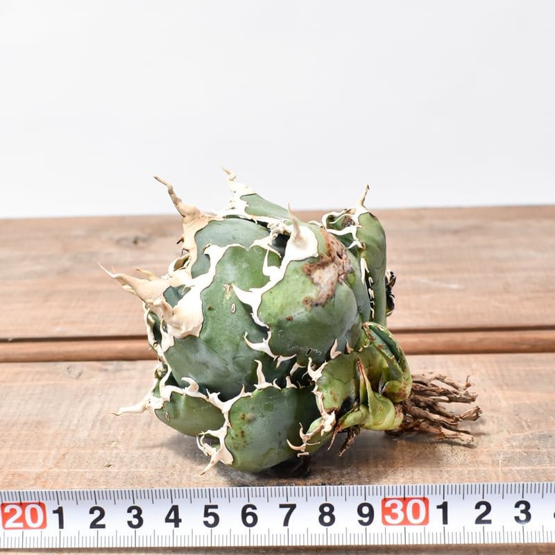RAFLUM特選株】アガベ チタノタ “精品白鯨” 【台湾 dragon agave RAFLUM特選株】アガベ チタノタ “精品白鯨” 【台湾 dragon agave