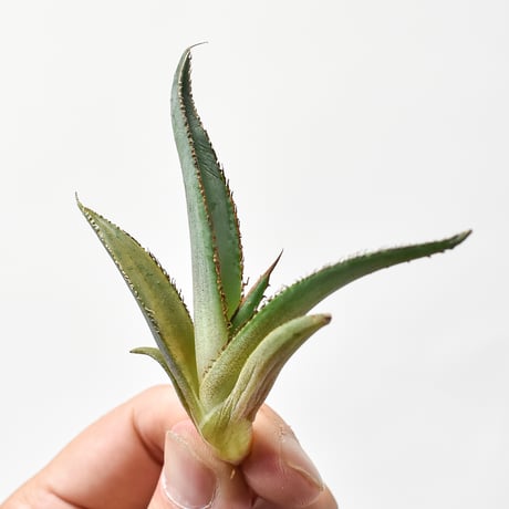 アガベ  "グリーンブル"/ "緑牛" 【台湾 dragon agave産/発根済み/子株】H DGC2410018(T)