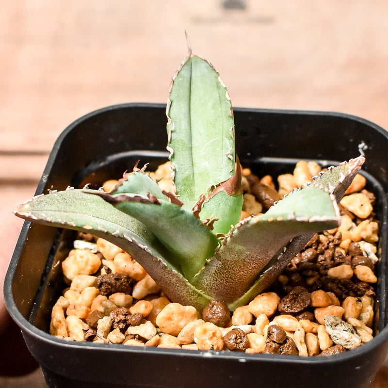 アガベ チタノタ DENNIS040 