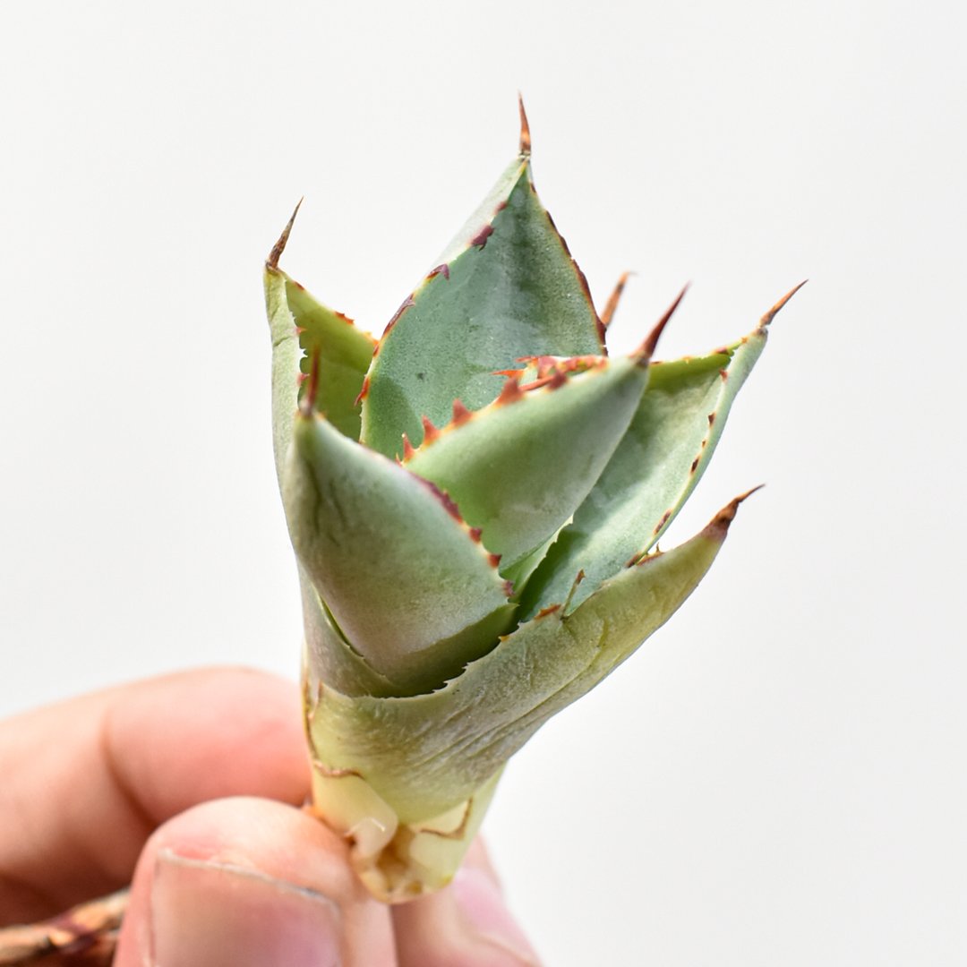 アガベ hybrid バーントバーガンディ×イシスメンシス/瀧雷x甲蟹【台湾