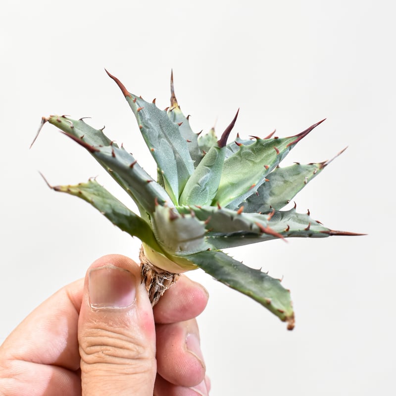 アガベ hybrid イシスメンシス×エボリスピナ/甲蟹X妖炎 【台湾 dragon