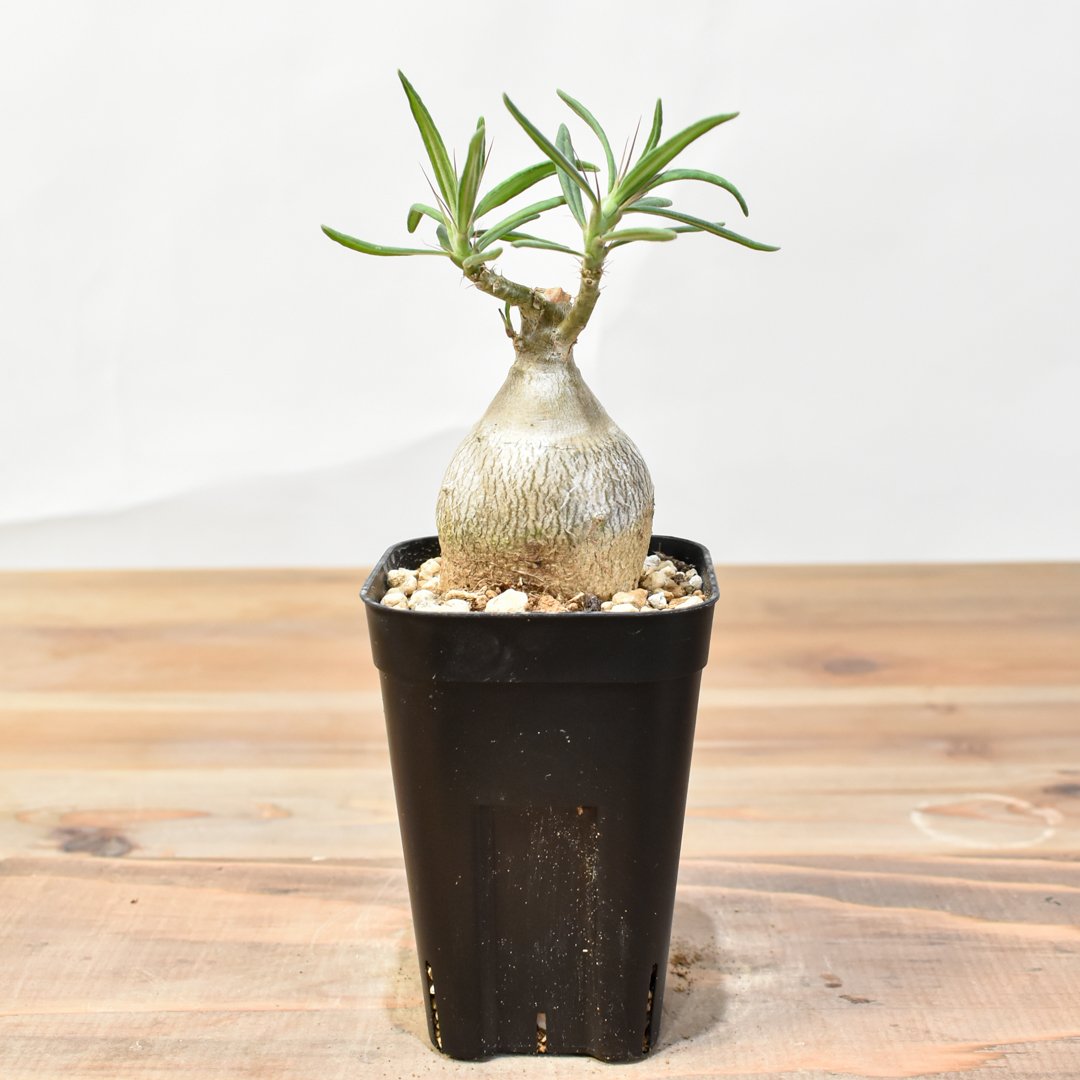 パキポディウム・ビスピノーサム 【発根済み】HK25010507 | RAFLUM