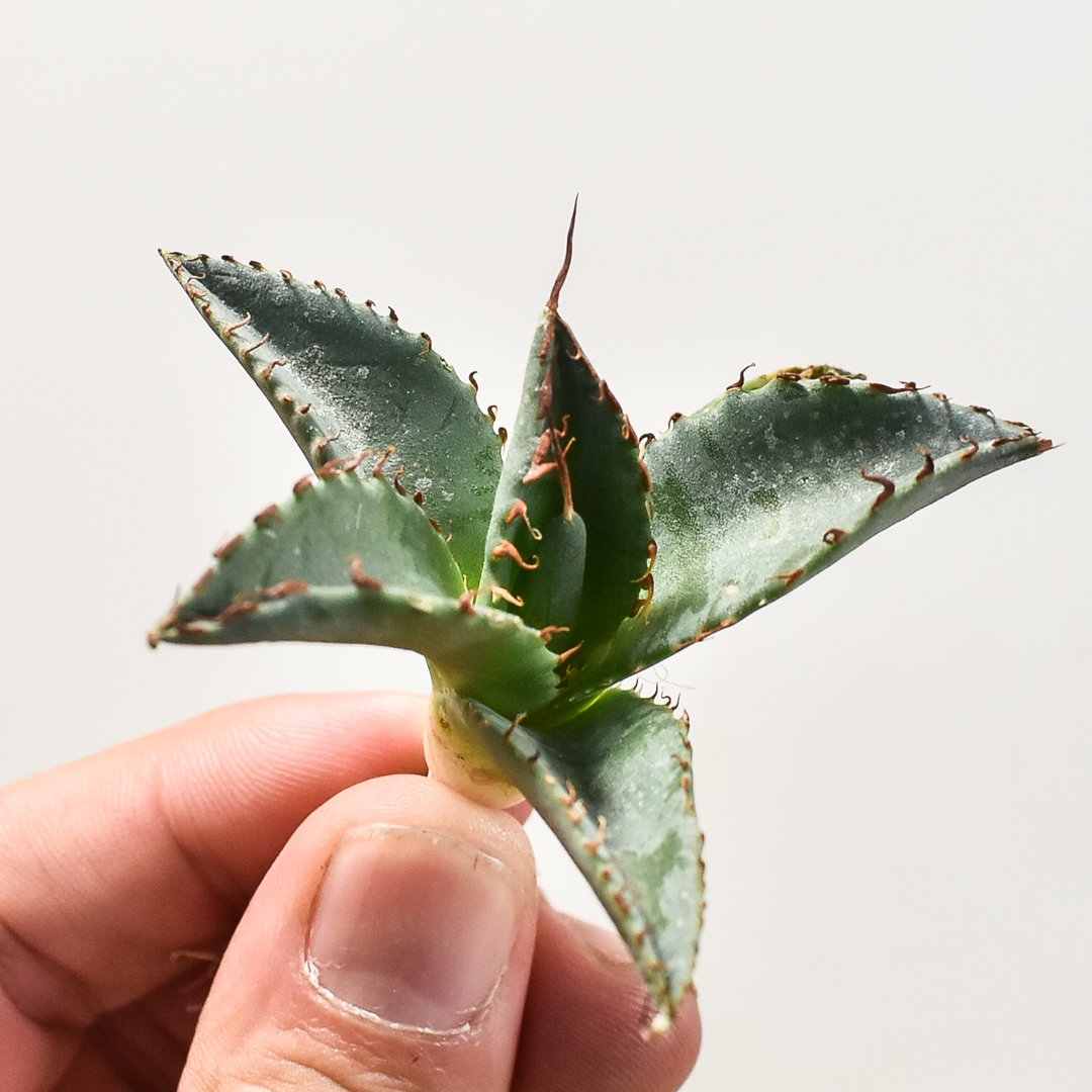 ユタエンシス エボリスピナ×ブラックアンドブルー