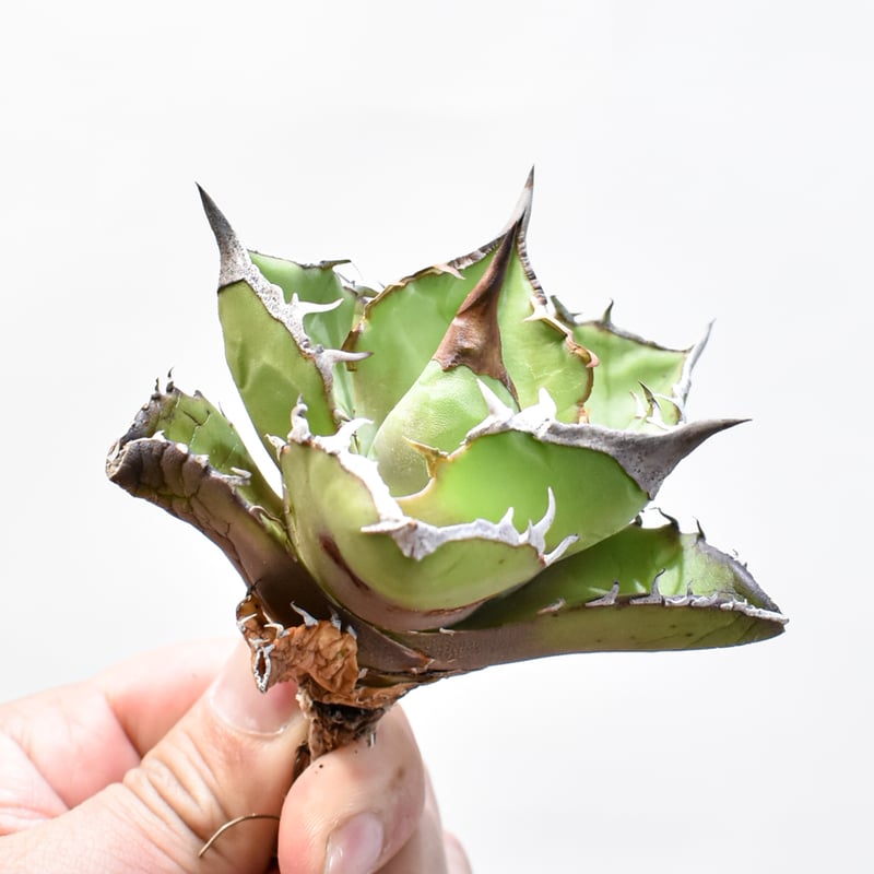 アガベ チタノタ 