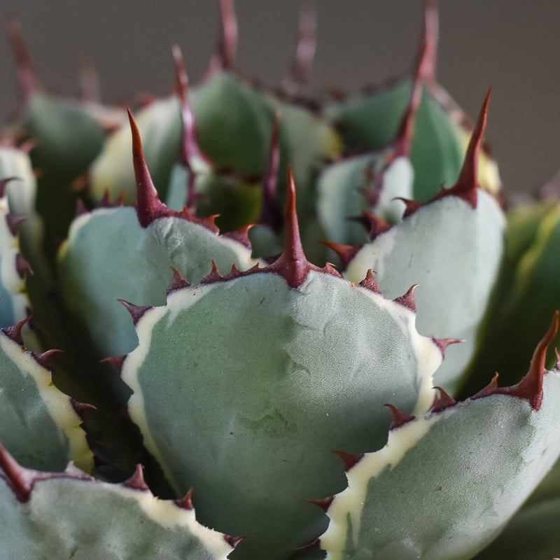 アガベ ポタトラム デザートダイヤモンド（抜き苗販売）【良血統の