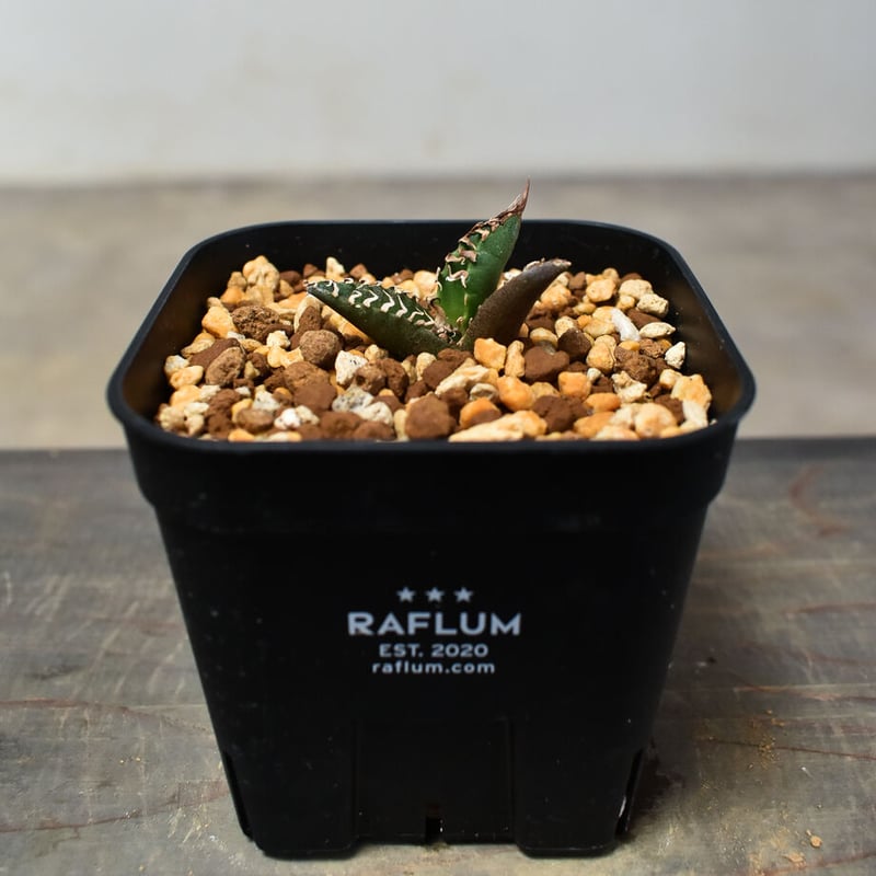 アガベ チタノタ　シーザー アガベ：チタノタ シーザー 3.5号ロングポット の通販 | 園芸ネット