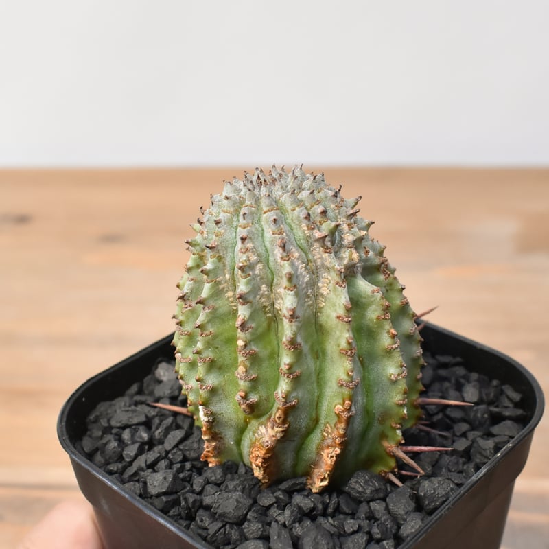 ユーフォルビア ホリダ 