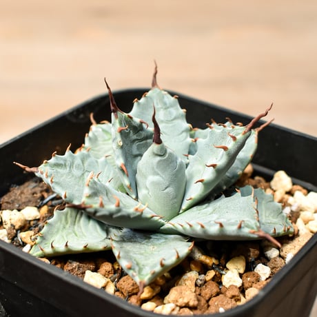 アガベ ハイブリット 日系イシスメンシス×象牙妖炎（陽炎エボリ）【台湾botanical_seeker産】RF25011390