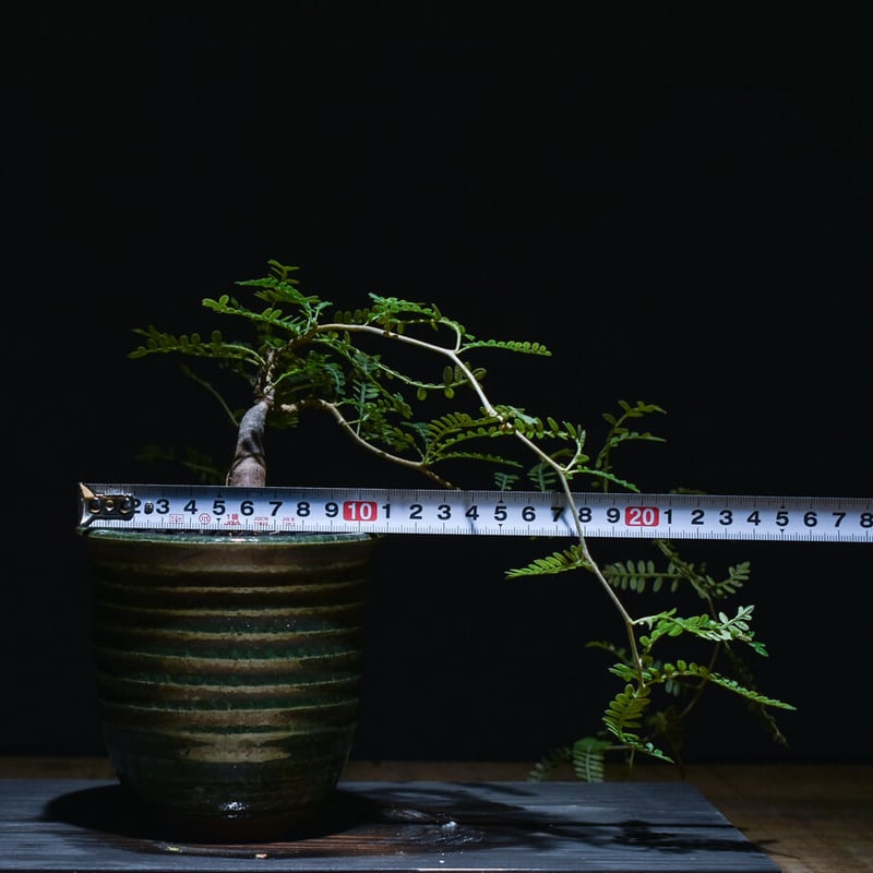 【あた】オペルクリカリアヒファエノイデス2本セット【匿名配送】 オペルクリカリアヒファエノイデス | STORES