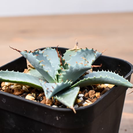 アガベ ハイブリット 日系イシスメンシス×象牙妖炎（陽炎エボリ）【台湾botanical_seeker産】RF25011365