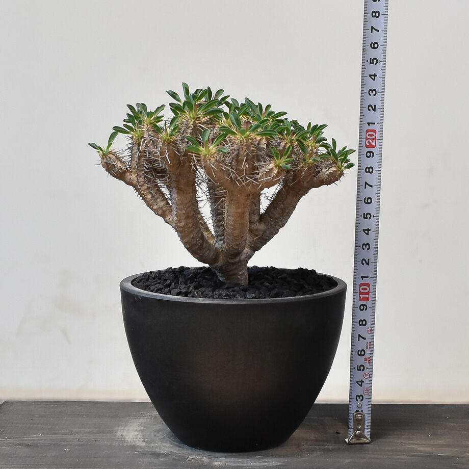 ユーフォルビア ギラウミニアナ 現地株 発根未確認 鉢ごと宅急便発送