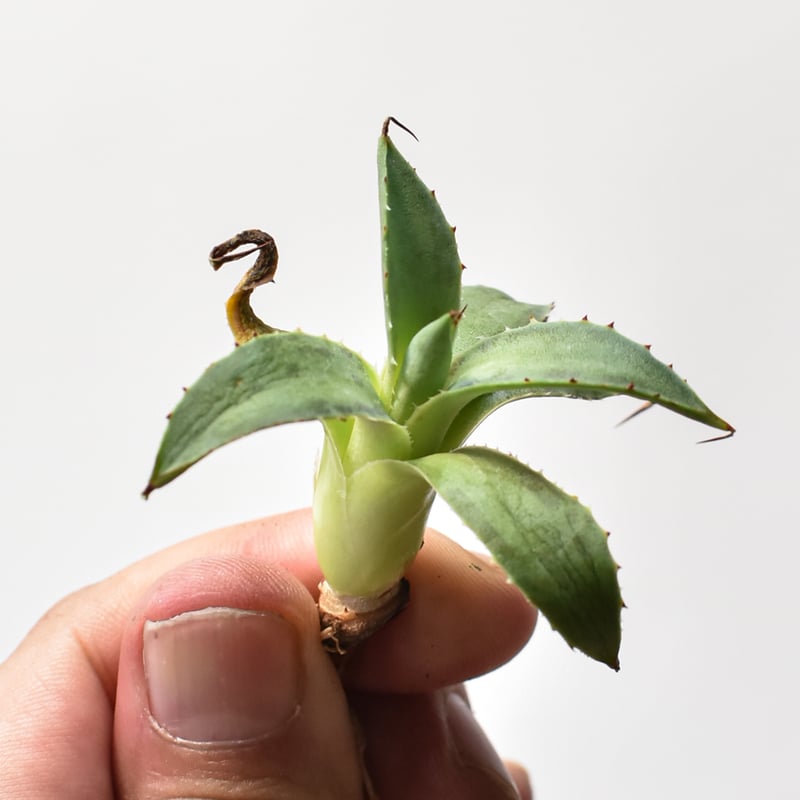 アガベ ハイブリット 