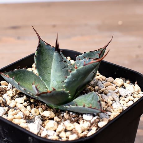 アガベ ハイブリット （パラサナ、イシスメンシス）× 曙光【台湾botanical_seeker産】J RF25011570