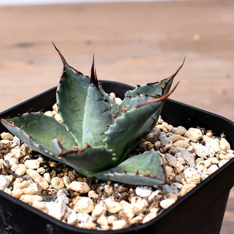 アガベ　ハイブリッド　イシスメンシスxパラサナ アガベ ハイブリッド イシスメンシスxパラサナ 【公式通販】