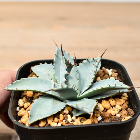 アガベ ハイブリット 日系イシスメンシス×象牙妖炎（陽炎エボリ）【台湾botanical_seeker産】RF25011383