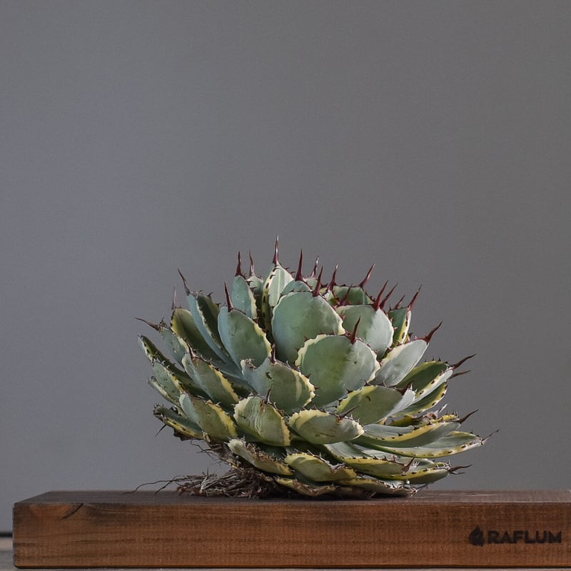 アガベ ポタトラム デザートダイヤモンド（抜き苗販売）【良血統の