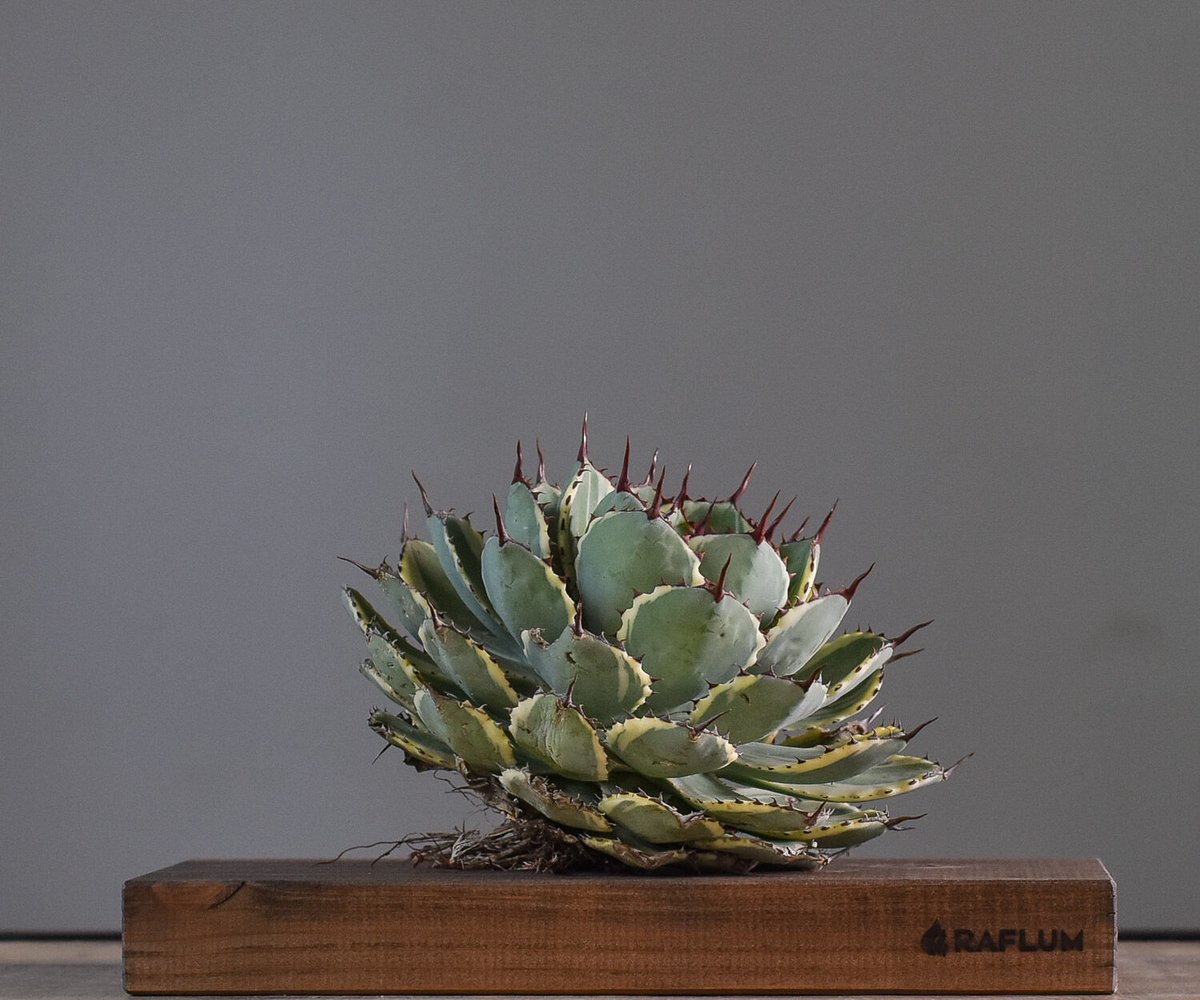 アガベ デザートダイヤモンド 特大株 fit=scale-down,w=1200