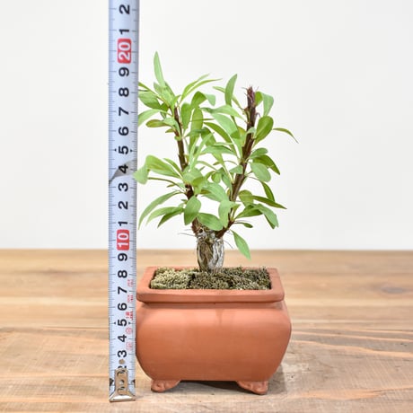 【“WACK” ON YOUR SIDE】フォークイエリア ファシクラータ WACK-A107