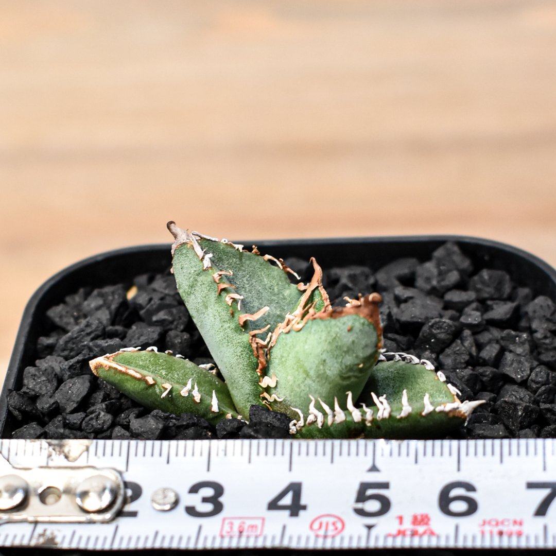 アガベ チタノタ Shi-hao 