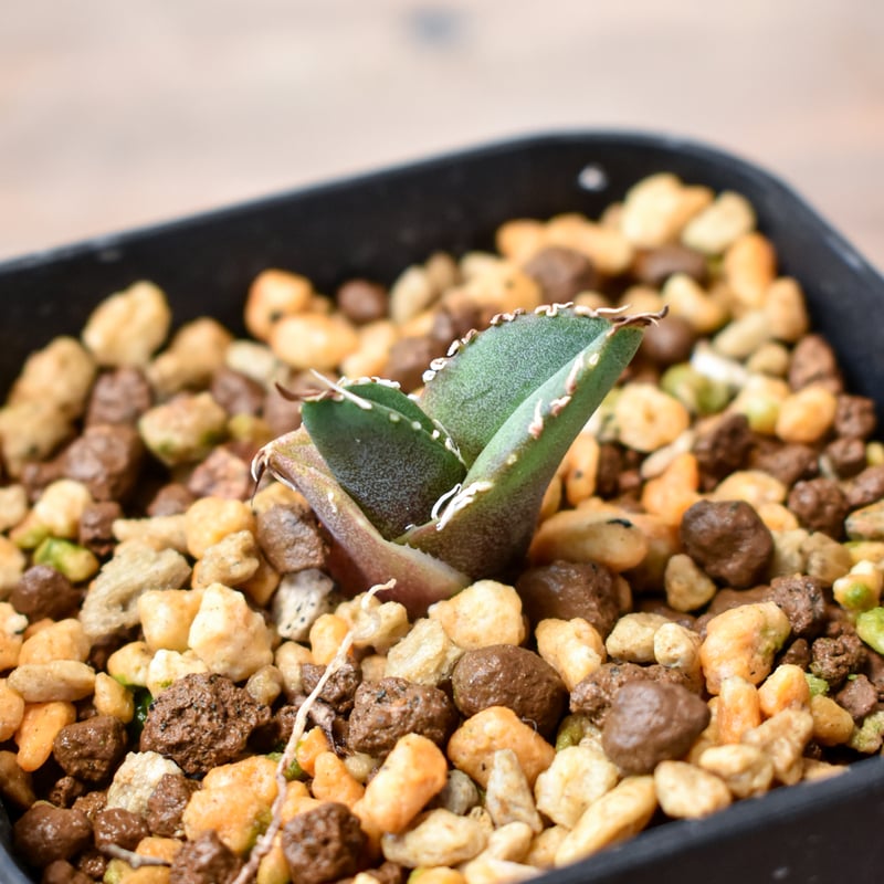 アガベ 　雪豹　子株 アガベ チタノタ 