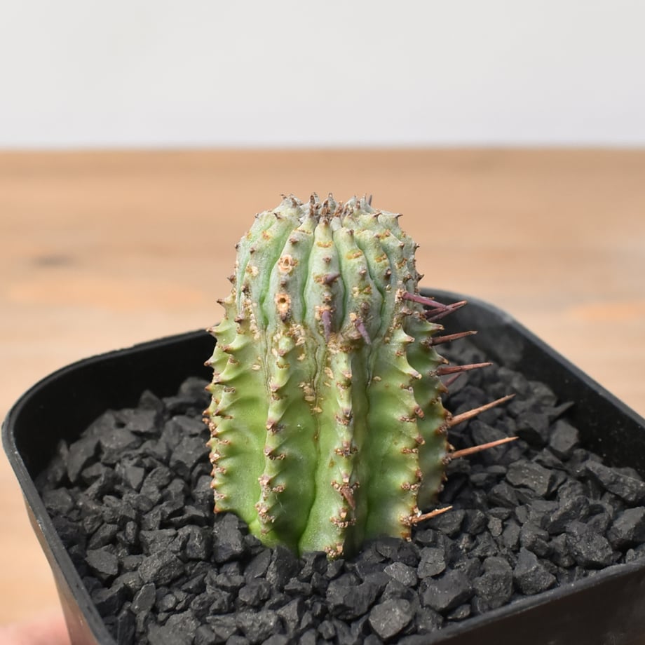 68dcb7f7ff6e72387b612166