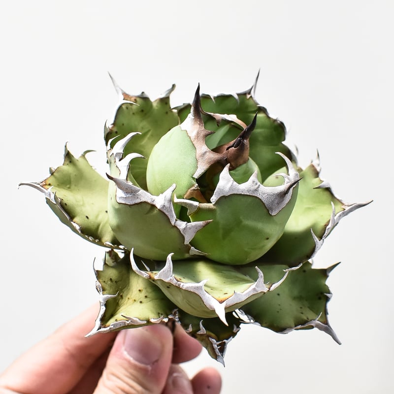 アガベ チタノタ ドワーフ / 姫厳竜 