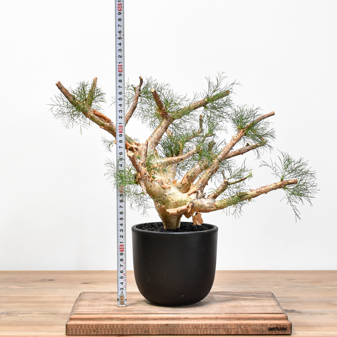 コミフォラ・クラウセリアナ（現地株、発根済） fit=scale-down,w=1200