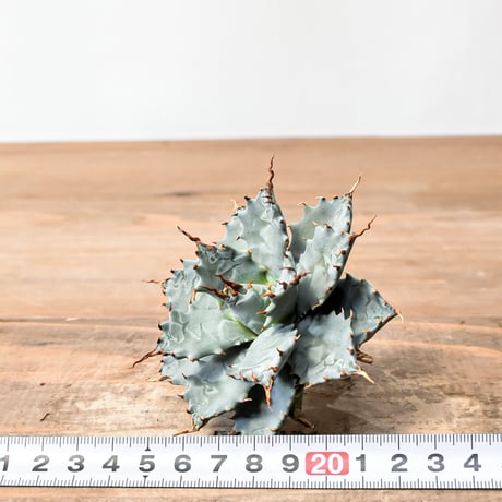 アガベ ハイブリット 特白肌怒雷神×象牙妖炎（陽炎エボリ）【台湾botanical_seeker産/選抜株】A RF25011739