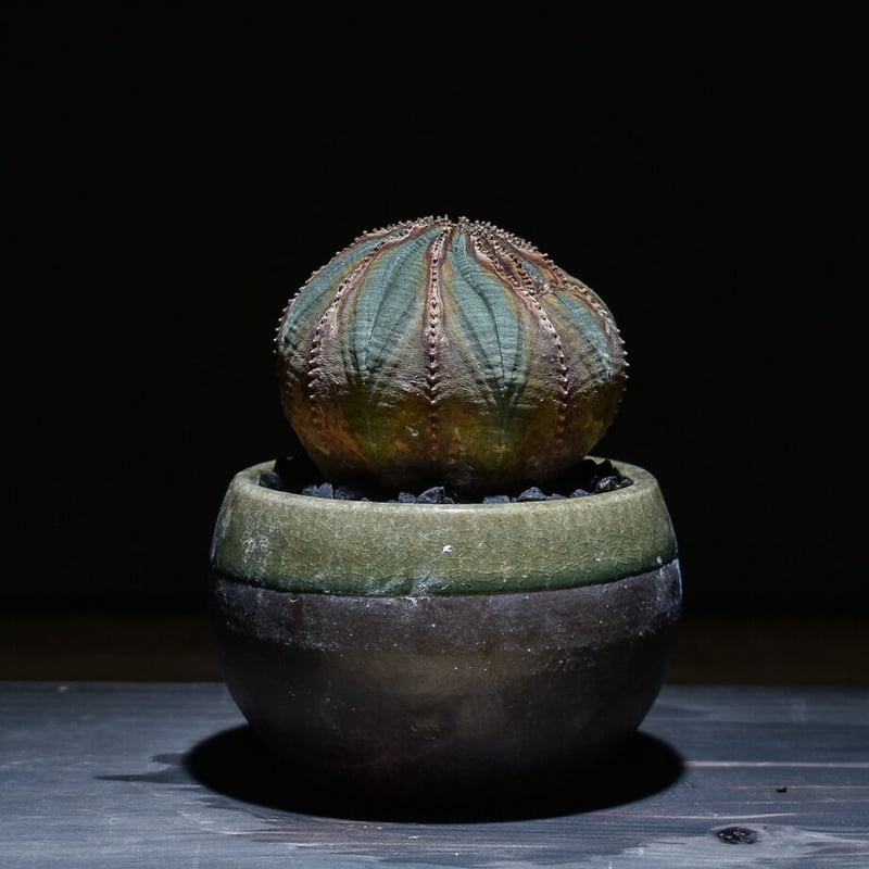 綴化オベサ分頭群生贅沢最強株塊根植物希少ユーフォルビア発根済み