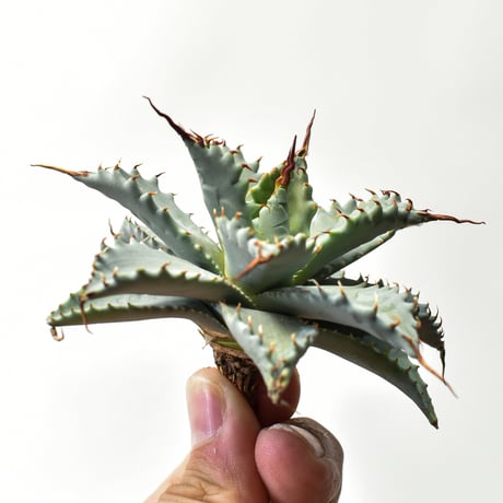 アガベ ハイブリット 特白肌怒雷神×象牙妖炎（陽炎エボリ）【台湾botanical_seeker産/選抜株】RF25011587