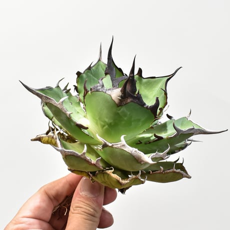 アガベ チタノタ "ハデス" / "黒帝斯"、"恐竜牙歯" 【台湾 dragon agave産/中株/抜き苗】DG25010543