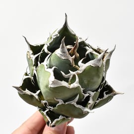 10/31(木)20:00】ブツブツ系の代名詞 麻花龍と、麻花のOC株をお手頃