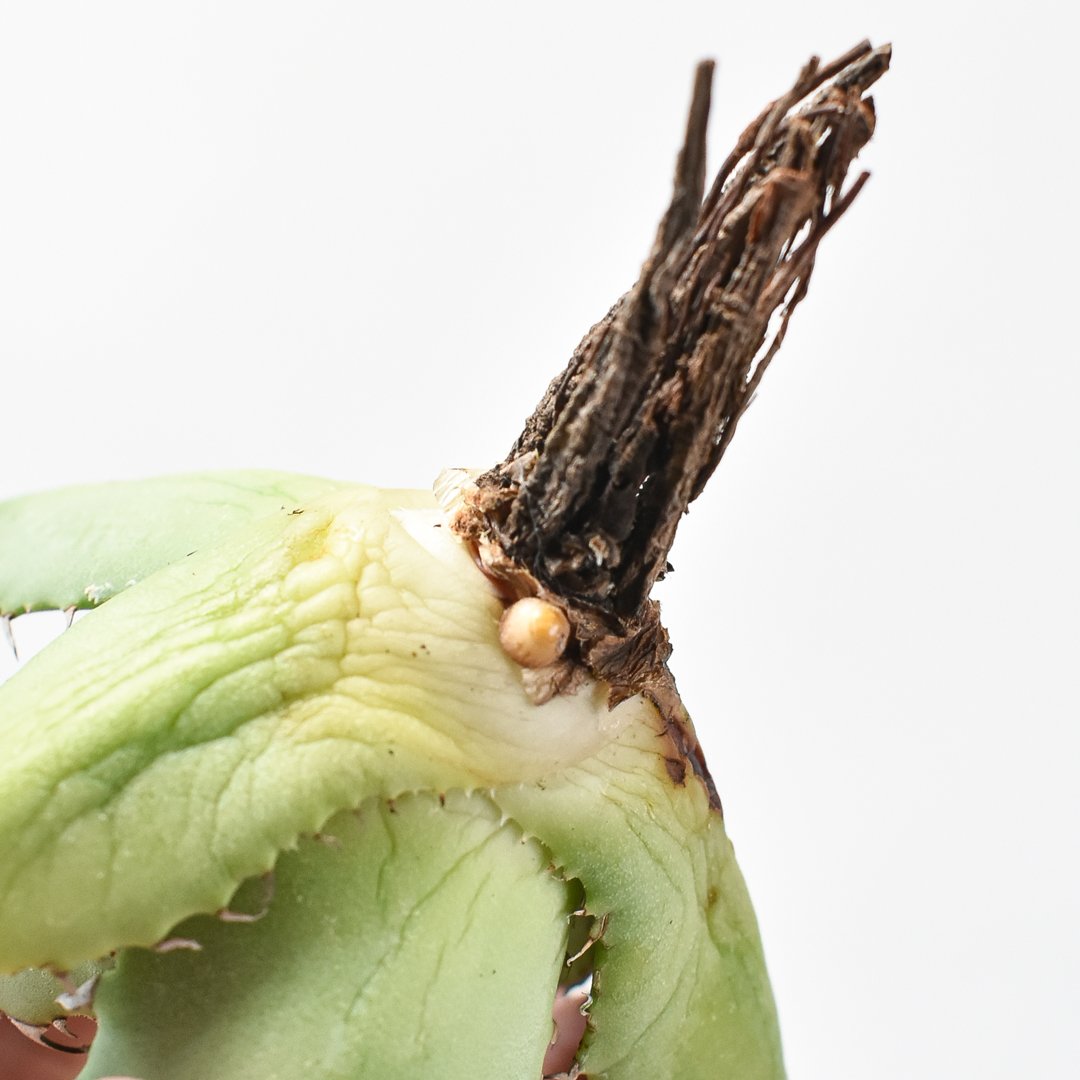 アガベ Dennis hybrid 甲妖x鬼爪(isthmnensis x utahensis アガベ Dennis hybrid 甲妖x鬼爪(isthmnensis x utahensis