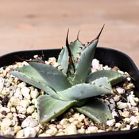 シエラ ミクスティカ アガベ チタノタ FO-76 