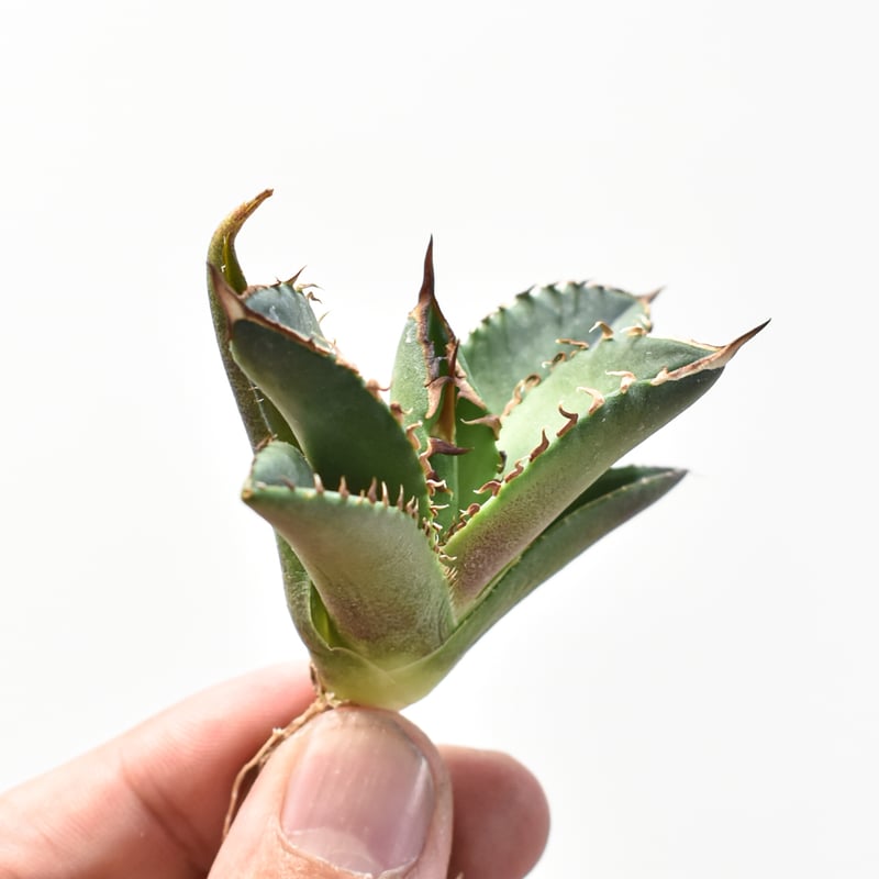 アガベ チタノタ DENNIS040 