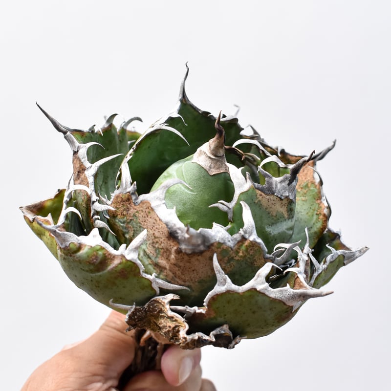 アガベ チタノタ “精品老白鯨” 【台湾 dragon agave産/抜き苗/中