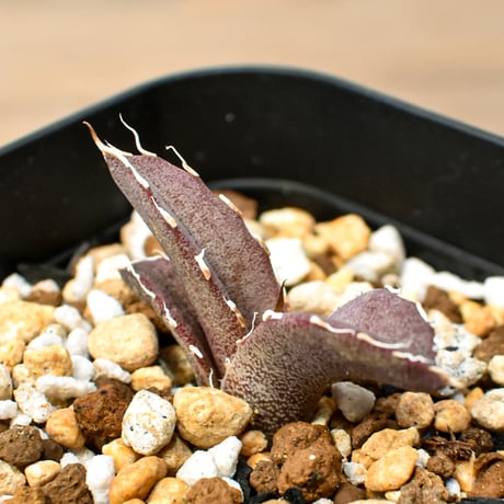 【RAFLUM育成株 5個セット】アガベ Mexico oteroi seeding / オテロイ実生 メキシコ産  【RAFLUM産/実生/子株】B3