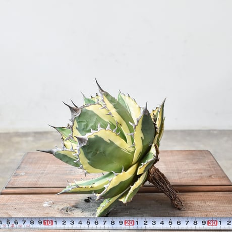 アガベ チタノタ スナグルトゥース "暴牙"【台湾 dragon agave産/大株/抜き苗販売】DGC2409013
