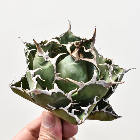 【特選】アガベ チタノタ 白鯨 "超ボール型" 【台湾 dragon agave産/中株/抜き苗】2 DG2401580