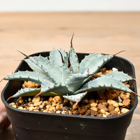 アガベ ハイブリット 日系イシスメンシス×象牙妖炎（陽炎エボリ）【台湾botanical_seeker産】RF25011376