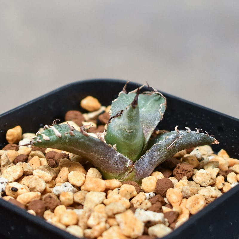 アガベ チタノタ　シーザー　ボールタイプ子株付き 子株付】アガベ・チタノタ シーザー（凱撒）大-008｜agave