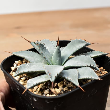 アガベ ハイブリット 日系イシスメンシス×象牙妖炎（陽炎エボリ）【台湾botanical_seeker産】RF25011368