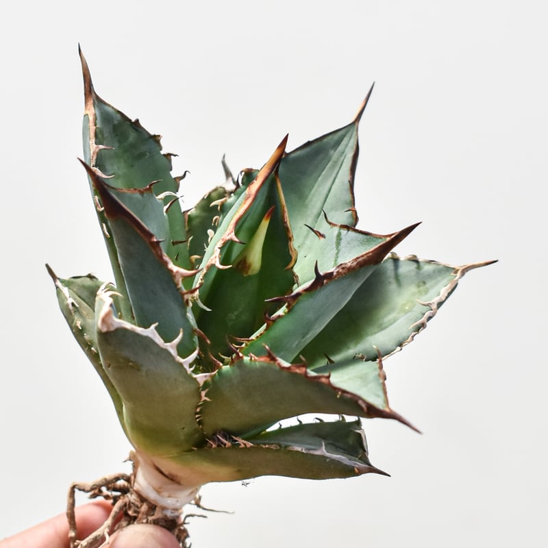 アガベ チタノタ ブラックファイヤー 