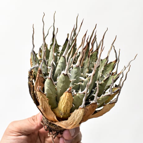 ITEM | RAFLUM / ラフラム｜東京、大阪の塊根植物（コーデックス