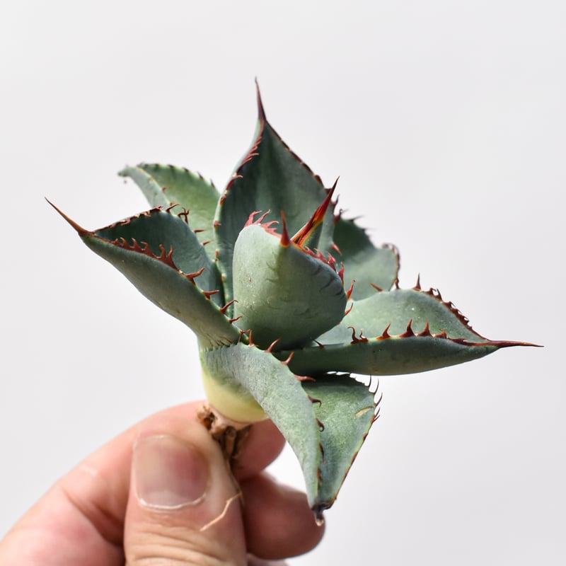 アガベ ハイブリット 曙光 ×（パラサナ、イシスメンシス）【台湾