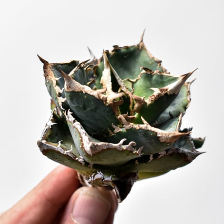 アガベチタノタ麻花龍 | STORES