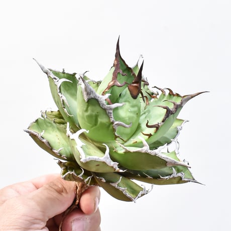 アガベ チタノタ シーザー / 精品凱撒 【台湾 dragon agave産/中株/抜き苗】645 DGC25020025(T)