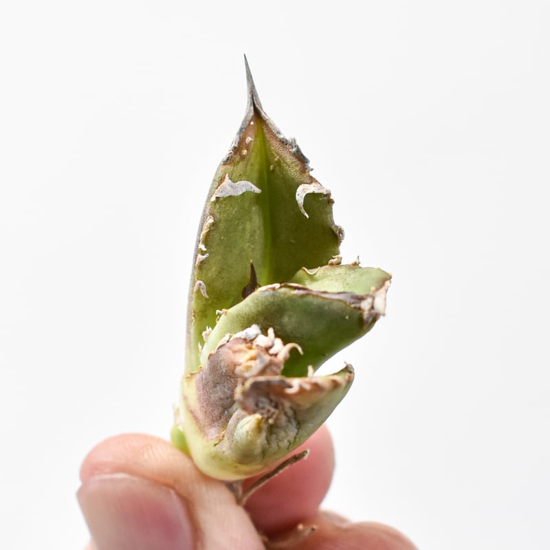 アガベ チタノタ 